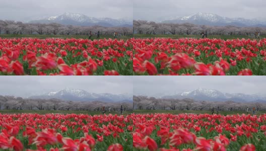 美丽的郁金香田，樱花树和雪山背景高清在线视频素材下载