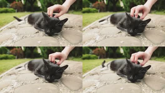 志愿者抚摸在花园或动物收容所休息的黑猫高清在线视频素材下载
