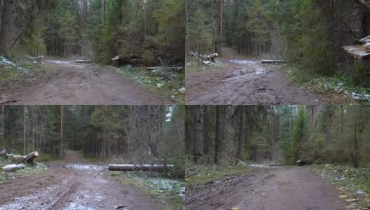 森林里倒下的树木的视频高清在线视频素材下载