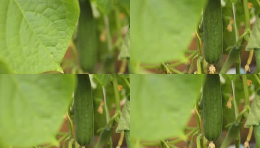 植物上的黄瓜高清在线视频素材下载