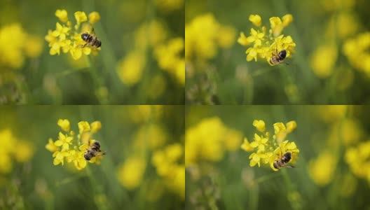 蜜蜂从芥菜花蜜中采集花蜜的慢动作。高清在线视频素材下载