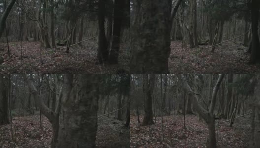 悲观的秋天的森林高清在线视频素材下载