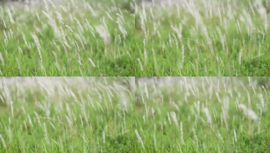 柔软梦幻的白色草羽毛在风与温暖的夏天阳光，柔软和清新的自然在秋天，春天或夏天的季节背景高清在线视频素材下载