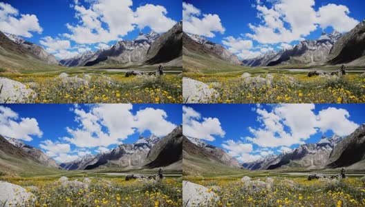 黄色花场与选择性聚焦与晴天背景雪山喜马拉雅和蓝色的天空，克什米尔，印度，选择性聚焦和运动模糊高清在线视频素材下载