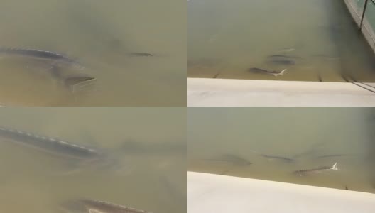 大鲟鱼漂浮在渔场的水里高清在线视频素材下载