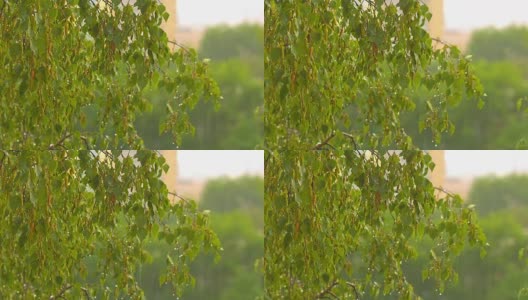 雨点落在绿色的桦树叶子上高清在线视频素材下载