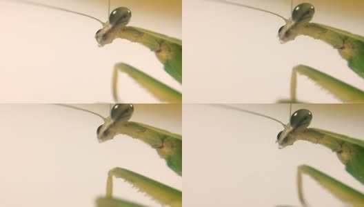 近距离绿色螳螂的眼睛模糊丑陋的嘴。本空间的问候高清在线视频素材下载