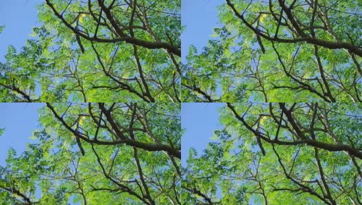 4K绿叶在树上的风与清澈的蓝天白云在泰国高清在线视频素材下载