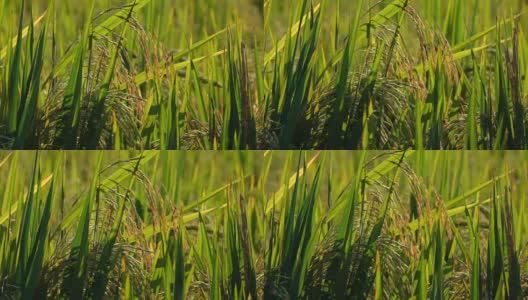 特写:美丽的成熟的水稻穗在美丽的稻田细节高清在线视频素材下载