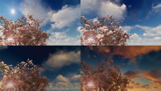 玉兰花盛开的树与花瓣飞在美丽的时间流逝的日出，4K高清在线视频素材下载