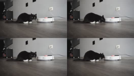 卧室里一只惊讶的猫坐在智能吸尘器旁边高清在线视频素材下载