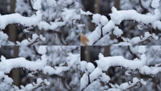 树过雪，枝上积雪高清在线视频素材下载