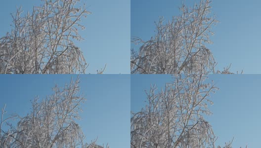 冰冻的树高清在线视频素材下载