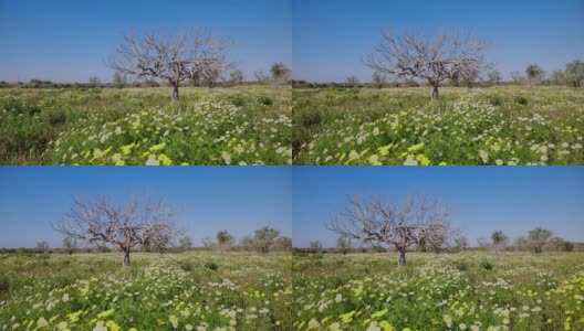 西班牙马略卡岛巴利阿里群岛上的大型雏菊草地/白菊花地和无花果树高清在线视频素材下载