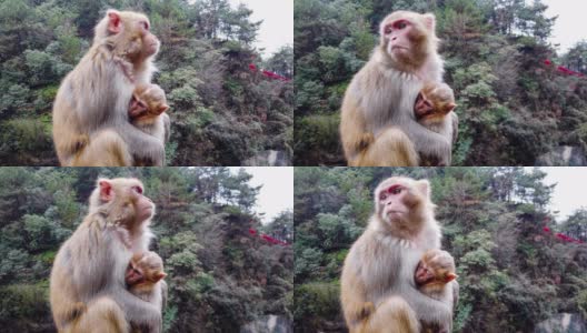猴子的张家界高清在线视频素材下载