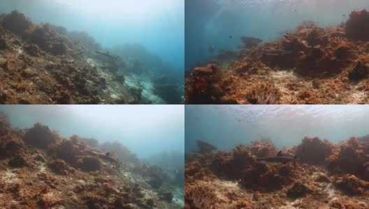 白鳍鲨沿着珊瑚墙游泳，金色的阳光透过水面高清在线视频素材下载