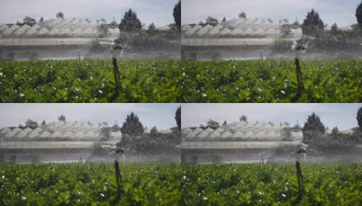 旋转洒水车组在芹菜田喷水。农业灌溉系统。在种植园中飞溅的水滴高清在线视频素材下载