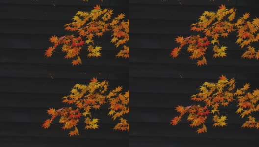 晚秋枫树前的黑墙高清在线视频素材下载