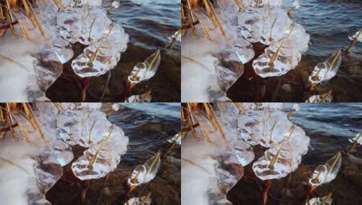 芬兰，当湖面开始结冰时，植物被冰覆盖高清在线视频素材下载