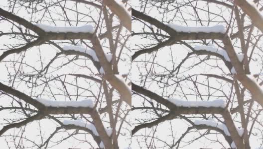 雪中的树木和阳光。美丽的冬天高清在线视频素材下载