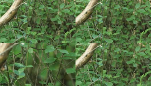 白俄罗斯普通糠(Phylloscopus collybita)对雏鸟的摄食高清在线视频素材下载