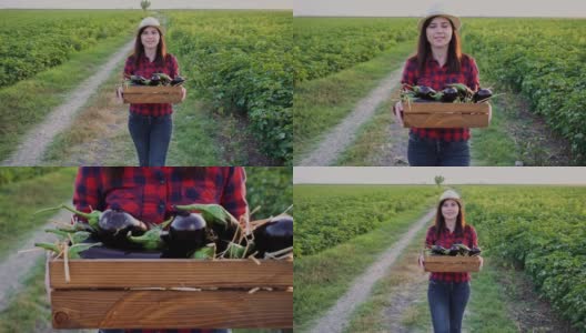 一位女农民拿着一盒新鲜漂亮的茄子穿过菜地高清在线视频素材下载