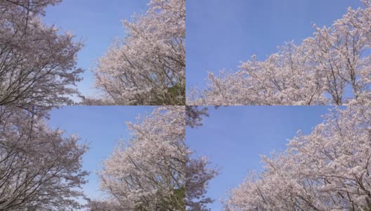 盛开的樱桃树。高清在线视频素材下载