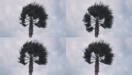 热带风暴中的棕榈树在灰色多云的天空中摇曳。在海上飓风。棕榈树在狂风中摇摆高清在线视频素材下载