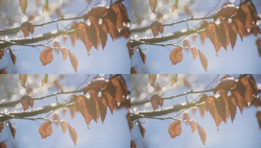 在阳光明媚的冬日，树枝上的冰高清在线视频素材下载