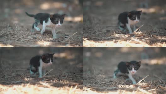 刚出生的小猫咪在农场高清在线视频素材下载