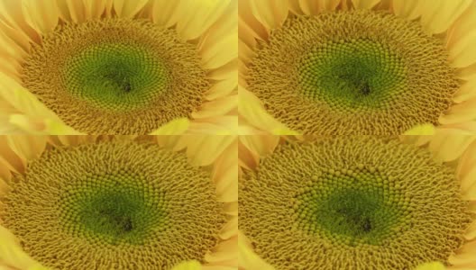 壮观的向日葵开花高清在线视频素材下载