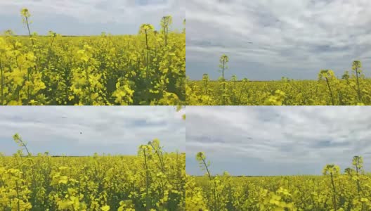 在蓝天的映衬下，倾斜的黄色油菜籽田高清在线视频素材下载