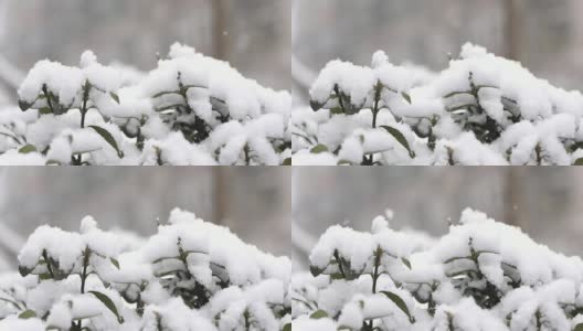 雪高清在线视频素材下载