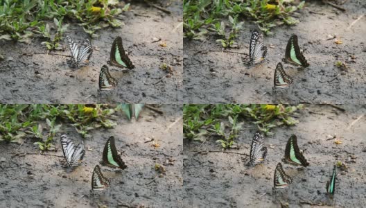 蝴蝶在地上喝水高清在线视频素材下载