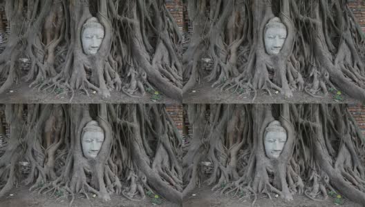 《树根》中砂岩佛的头像高清在线视频素材下载
