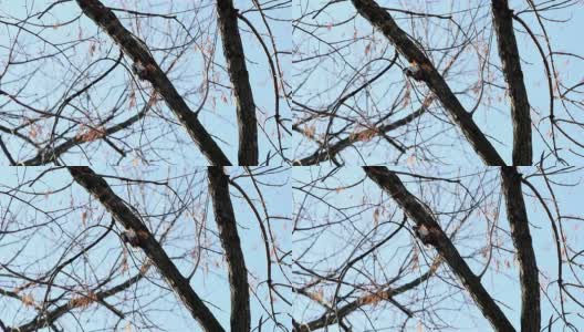 啄木鸟啄食昆虫栖息在森林的树上高清在线视频素材下载
