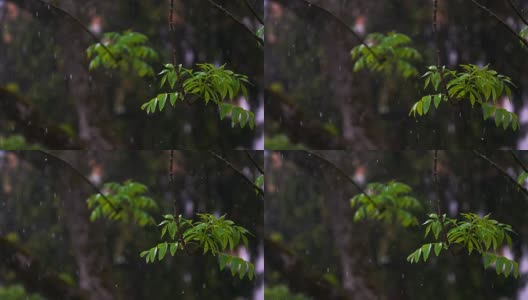 春雨落在白蜡树上高清在线视频素材下载