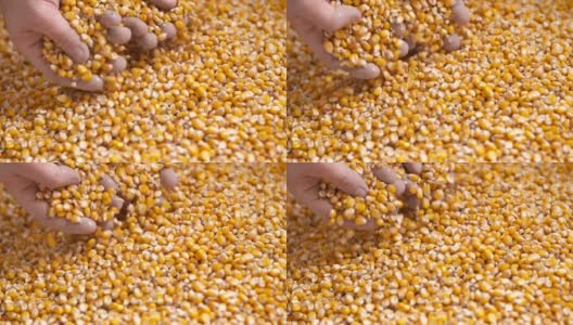 新鲜收获的谷物。农业背景，玉米收获高清在线视频素材下载