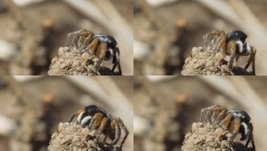 沙堆上的跳蜘蛛。高清在线视频素材下载