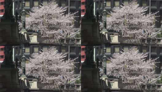 日本东京日本桥的樱桃树。高清在线视频素材下载