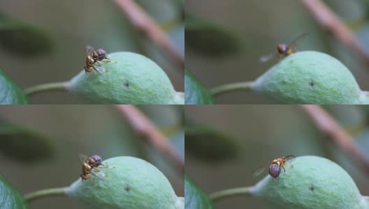 昆士兰果蝇产卵高清在线视频素材下载