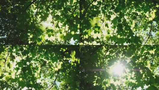 阳光在森林的树叶间穿行，阳光的光芒在枫叶间闪耀，慢镜头高清在线视频素材下载