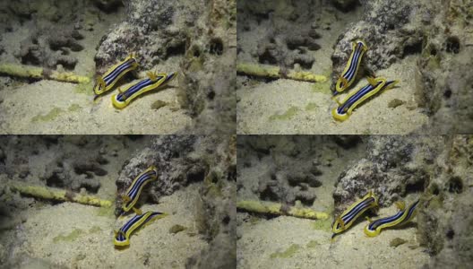 水下海底的裸鳃蛞蝓。高清在线视频素材下载