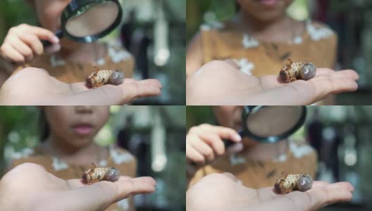 近距离观察手边的犀牛甲虫幼虫和亚洲女童用放大镜观察和学习甲虫幼虫。高清在线视频素材下载