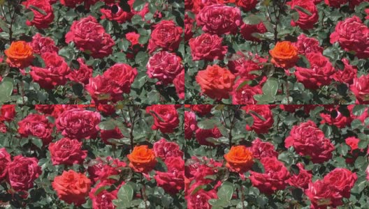 花园里的红玫瑰绽放高清在线视频素材下载