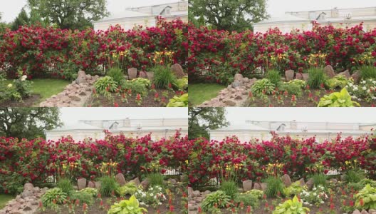 花园里的红玫瑰，用平底锅拍摄美丽的花朵高清在线视频素材下载