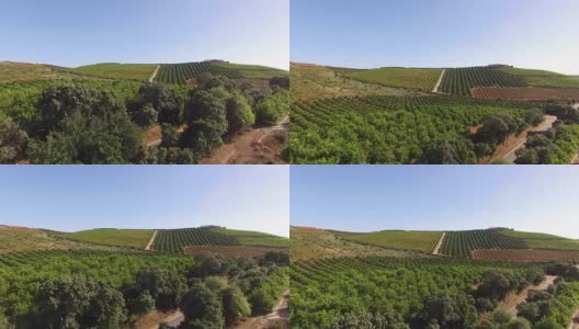 橘子树，柠檬树和葡萄种植园。葡萄牙南部的阿尔加维地区。高清在线视频素材下载