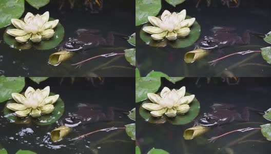 青蛙在荷叶池塘里高清在线视频素材下载