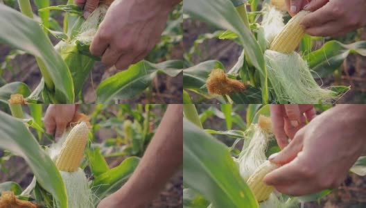 年轻的农民检查成熟的玉米高清在线视频素材下载