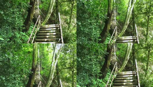 森林里的楼梯梯高清在线视频素材下载